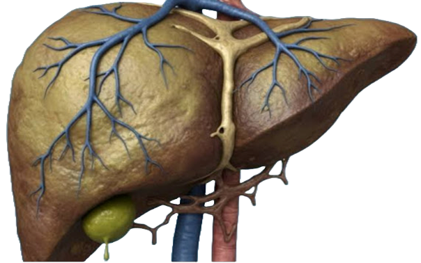 Superfood for Healthy Liver