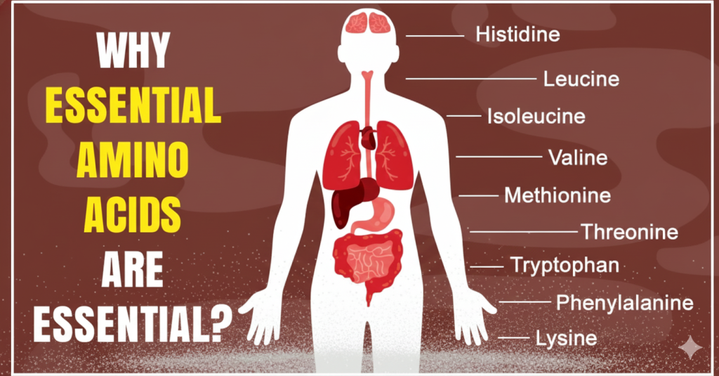 essential amino acids, EAA benefits, amino acid deficiency, complete proteins, EAA supplements, essential amino acids for muscle